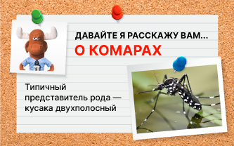 Кусаки, или аедесы Кусаки, или аедесы